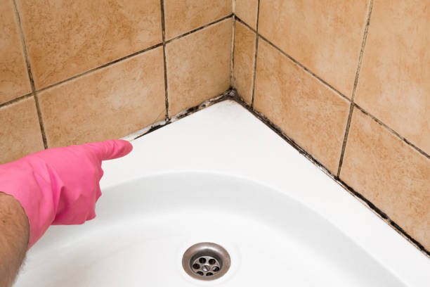Best Mold Damage Repair  in Florence Graham, CA