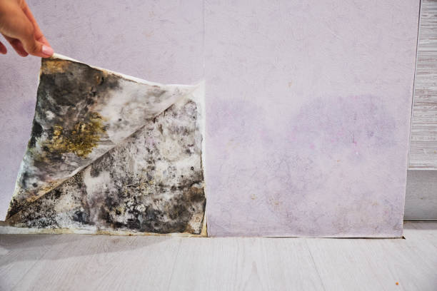 Best Mold Remediation Services  in Florence Graham, CA